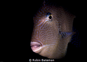 My Space
This Spunky guy was not happy I intruded on his... by Robin Bateman 